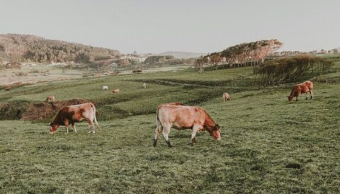 El territorio como parte de la narrativa de marca El territorio como parte de la narrativa de marca